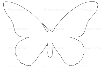 Butterfly outline, line drawing Images, Photography, Stock 