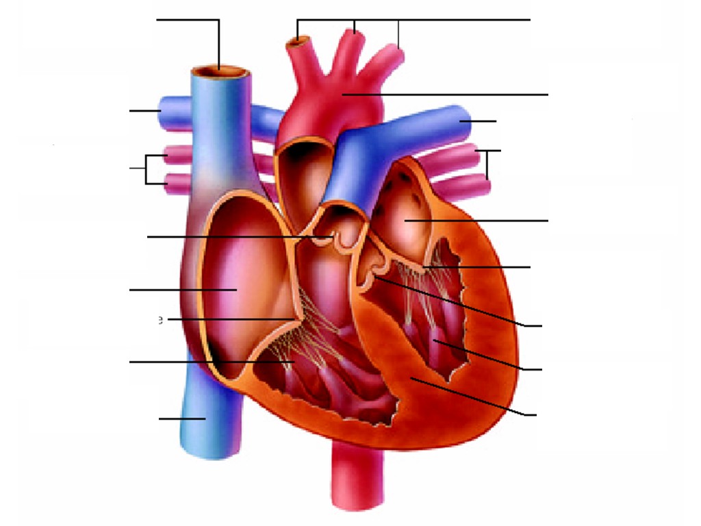 heart diagram labeled