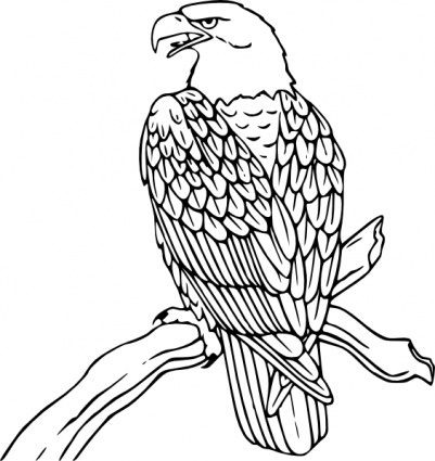 Bald Eagle Clip Art Other