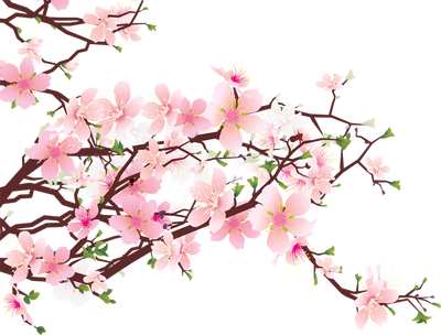 Clip Art Cherry Blossom 