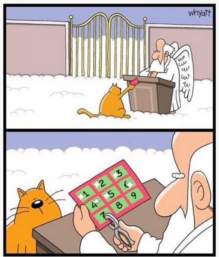 Funny cat in heaven cartoon | Oh my gurd! | Clipart library
