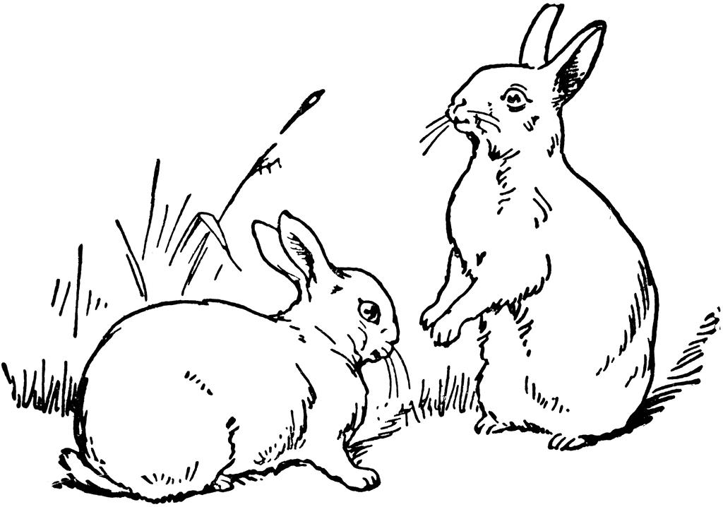 Two Rabbits | ClipArt ETC