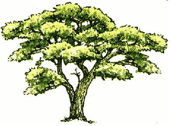 Adopt a Tree Program | City of Garden Grove