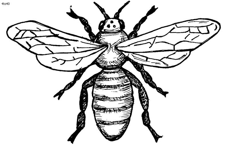 honey bees outline realistic - Clip Art Library