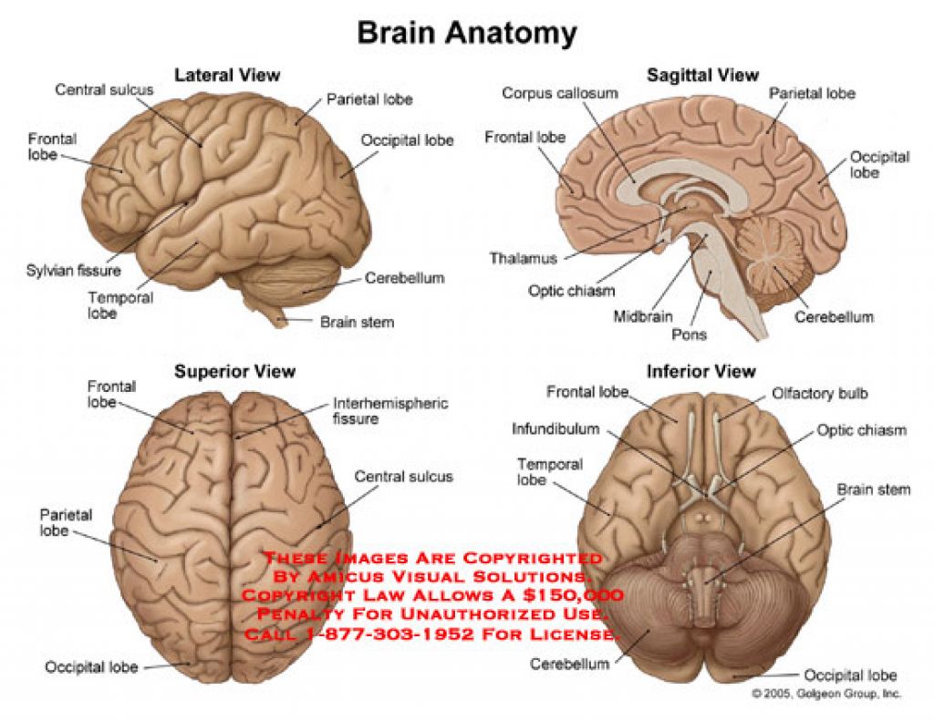 brain anatomy - Clip Art Library
