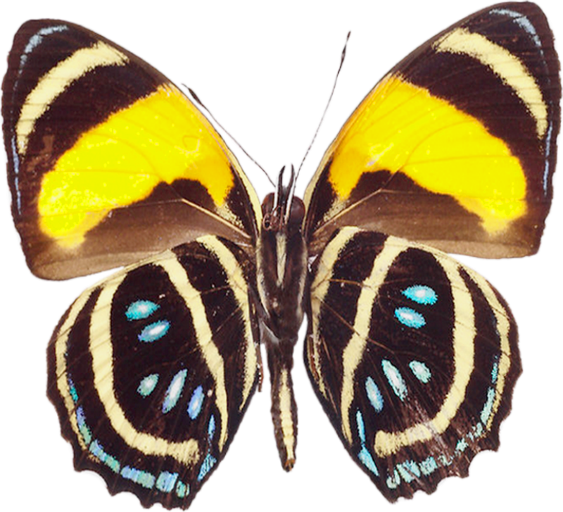 Large Brown PNG Transparent Butterfly Clipart