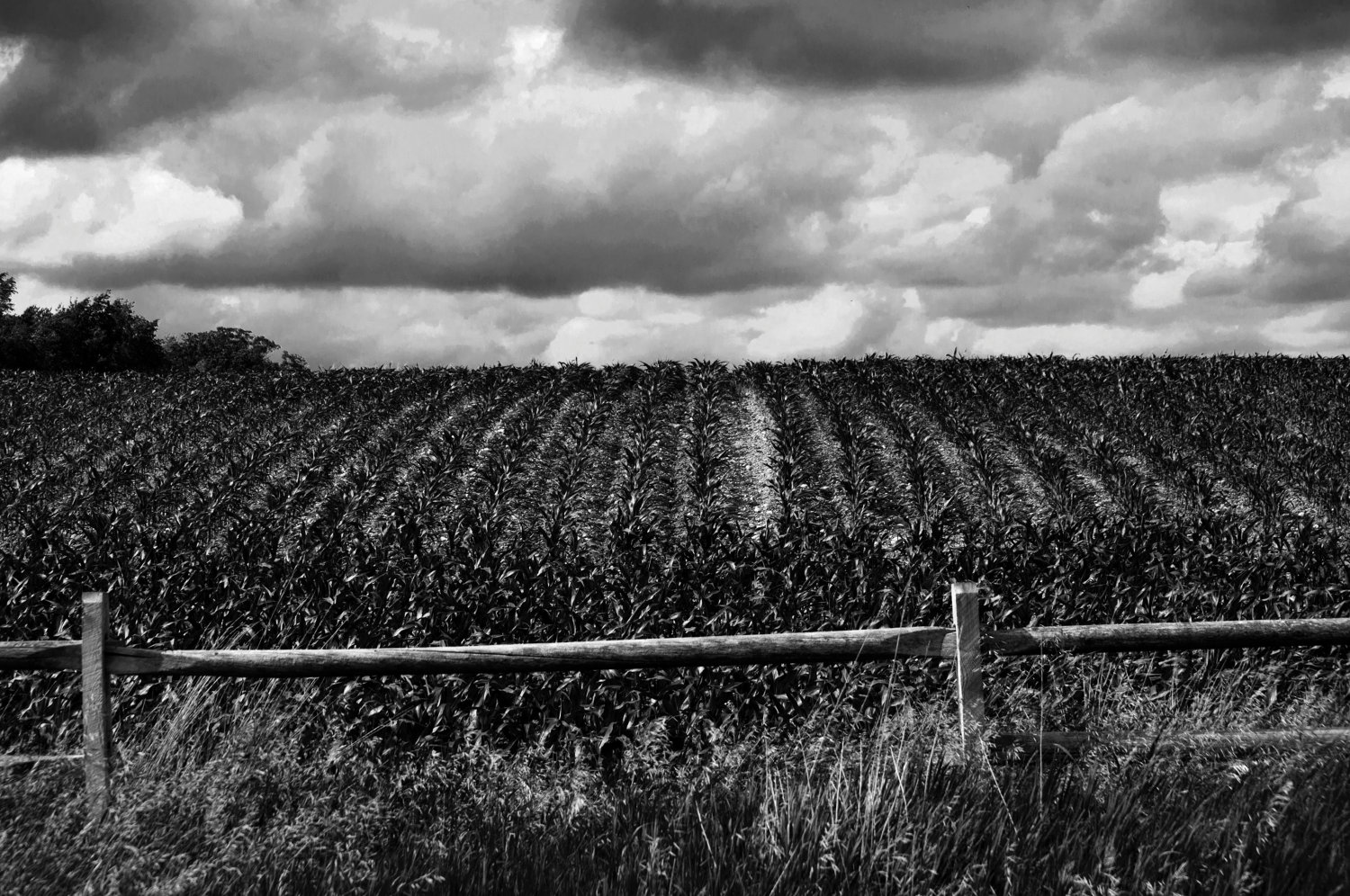 Corn Field 13x19 by SamanthasWorks 