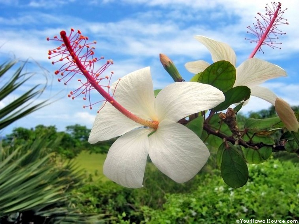 hawaiian_flower_9.jpg