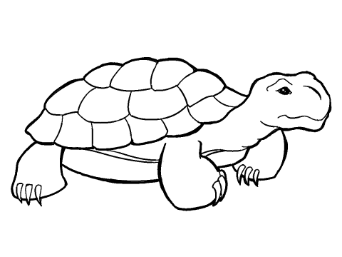Tortoise clip art | Clipart library - Free Clipart Images