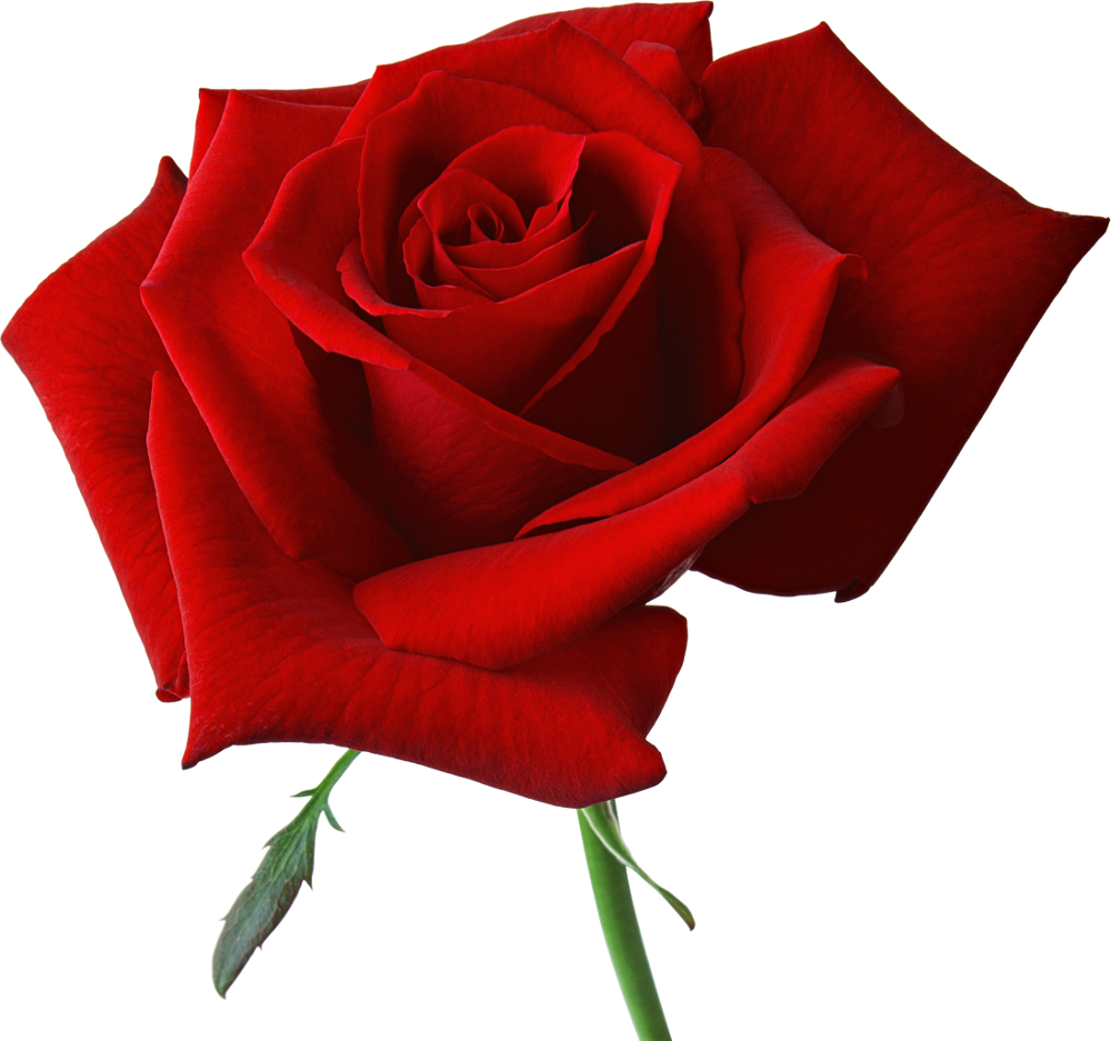 Large Red Rose Clipart