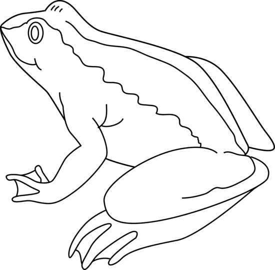 Frog Coloring Page - Free Clip Art