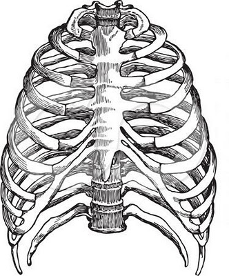 Human Skeleton Drawing - Clipart library - Clipart library