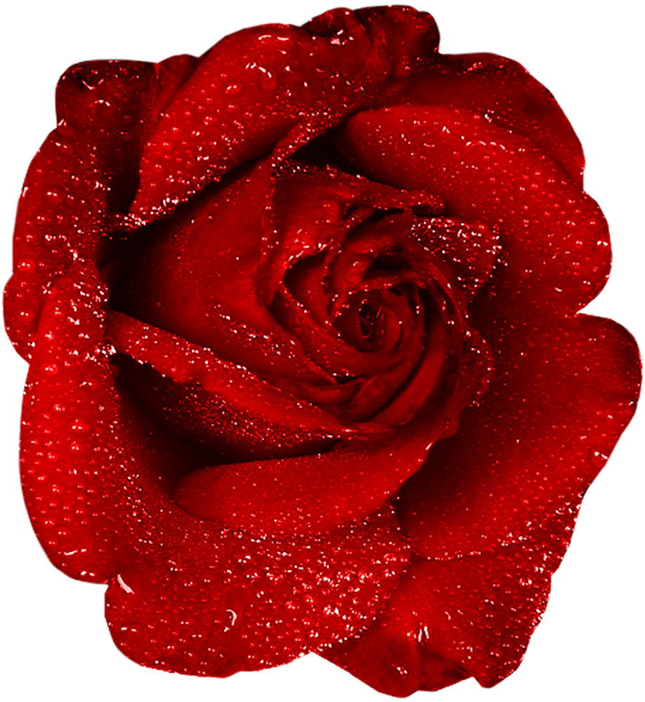 Images For  A Rose Clip Art