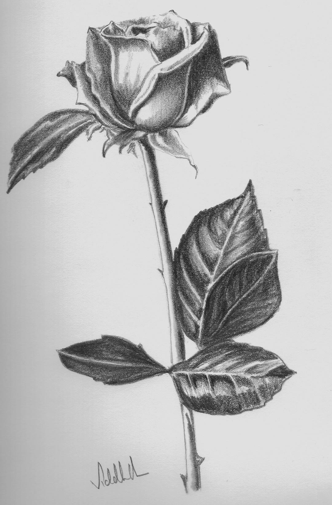 Featured image of post Easy Rose Flower Drawings In Pencil : I didn&#039;t want to use any fancy art materials, because i wanted to create a drawing tutorial that.
