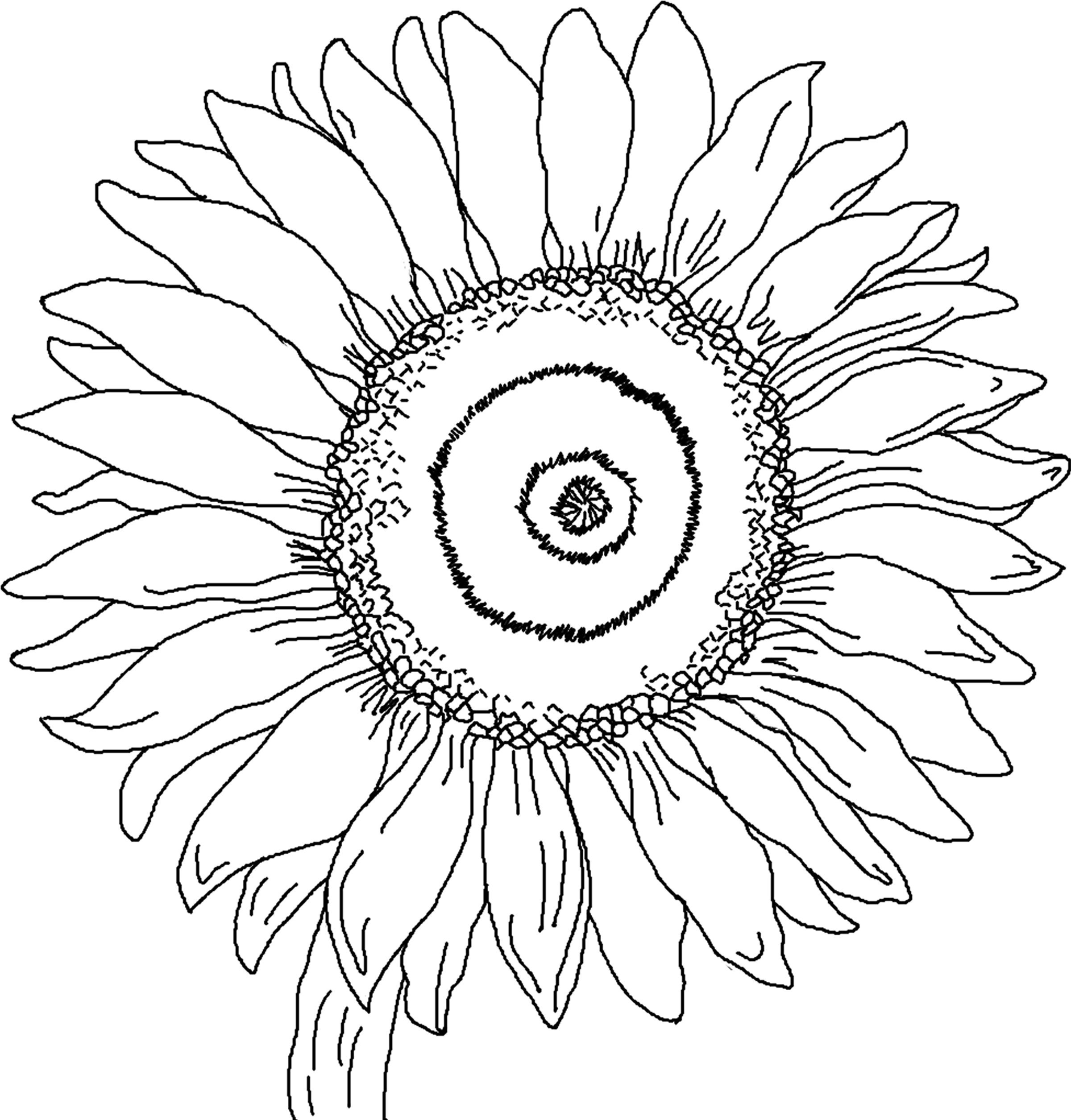 Free Sunflower Coloring Page, Download Free Sunflower Coloring Page png