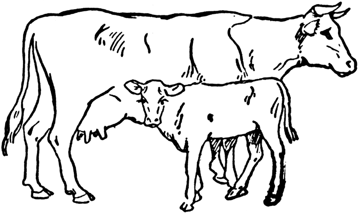 Line Drawing Cow - Clipart library