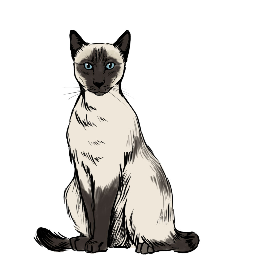 easy siamese cat drawing - Clip Art Library