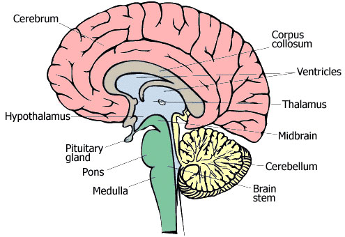 The Human Brain and Seizures | Epilepsy Action Australia