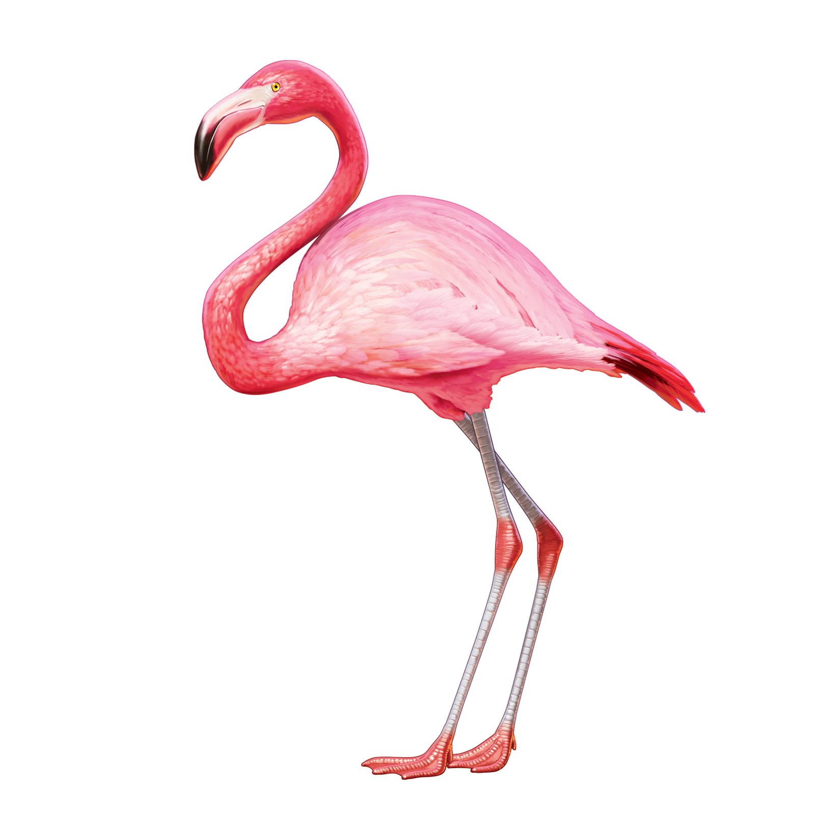 Flamingo history and some interesting facts