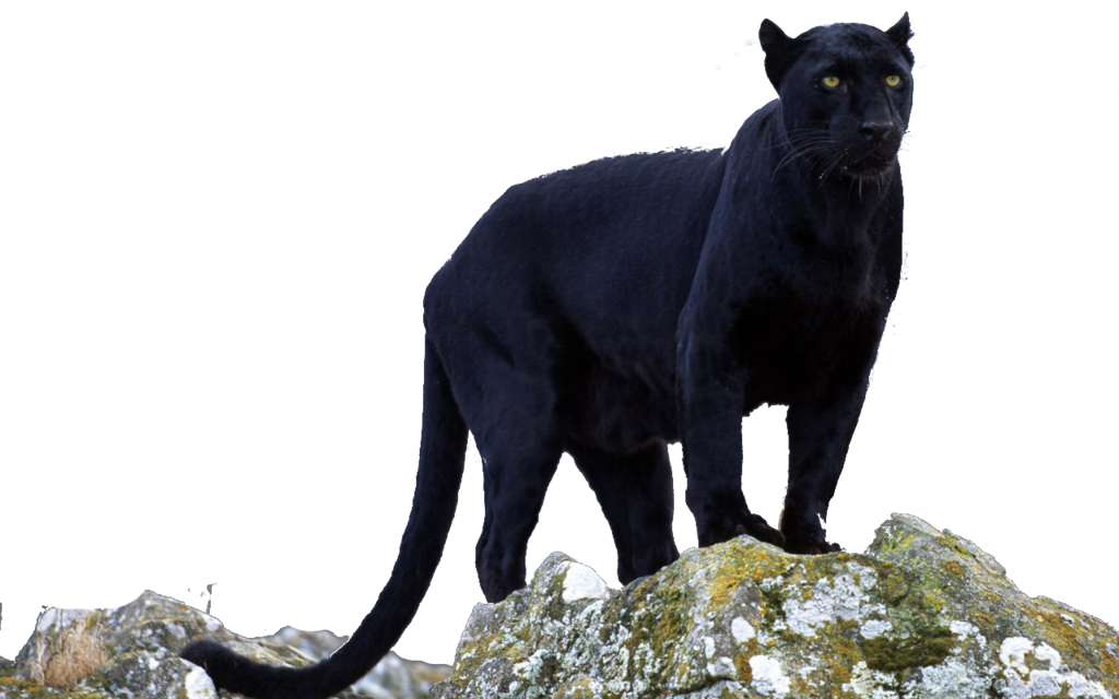 Free Panther, Download Free Panther png images, Free ClipArts on