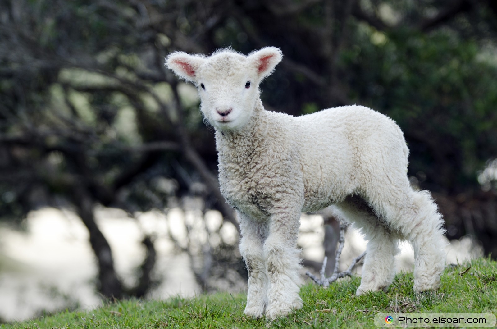 Cute lamb-sheep | Apanache
