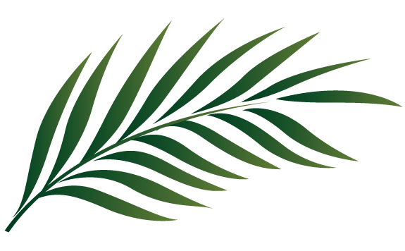 Palm Leaf Outline - Clipart library