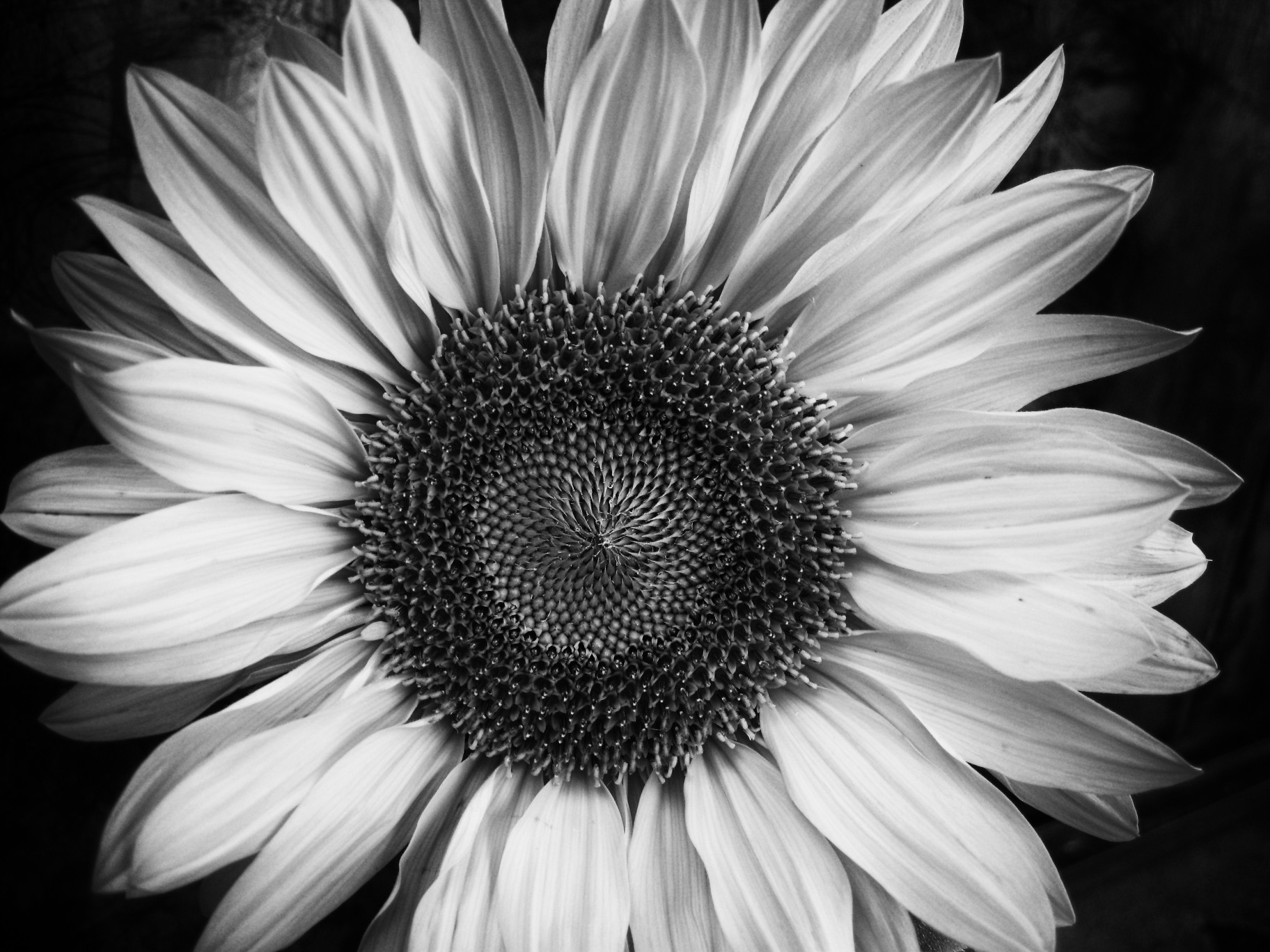 Free Black And White Flower Photos, Download Free Black And White