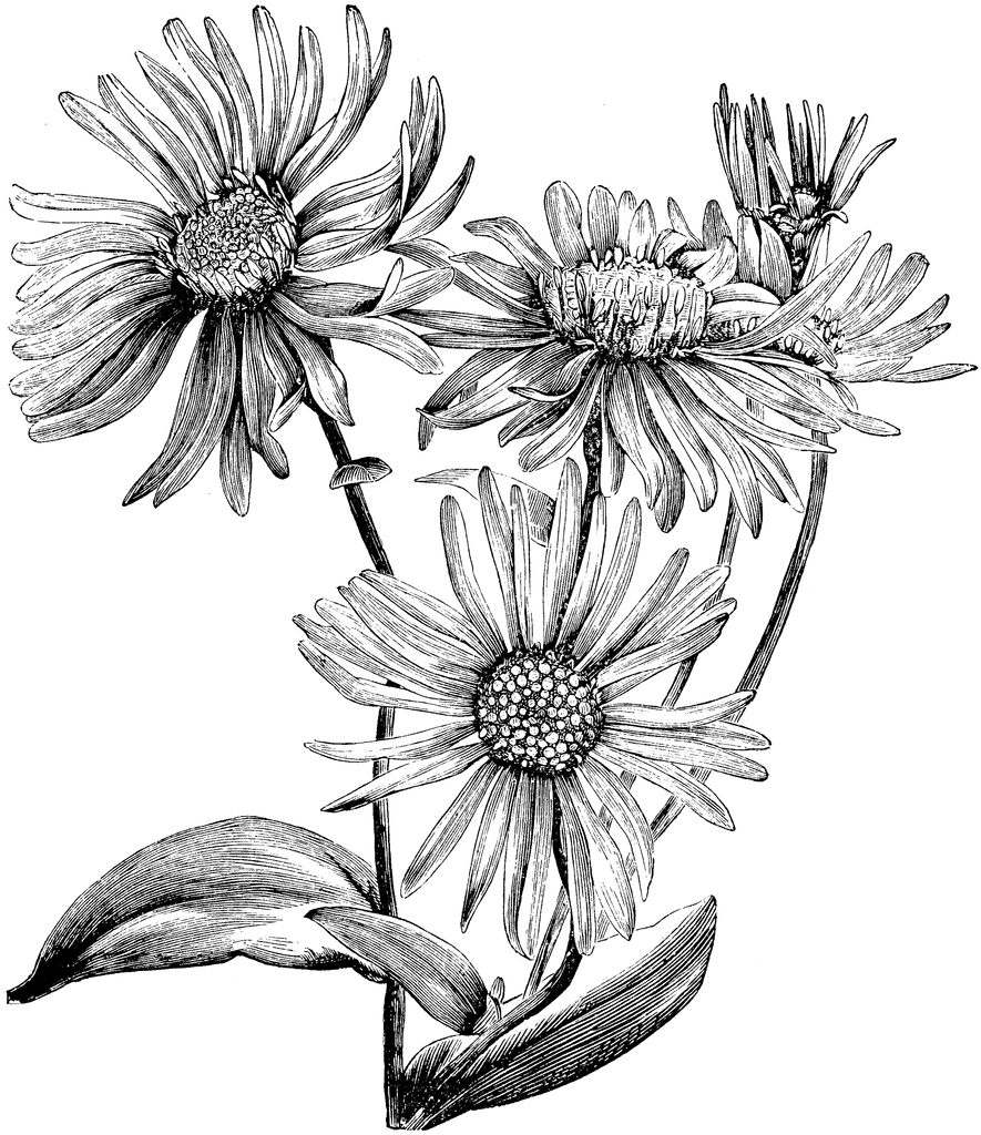 Scientific Flower Illustration Black And White Clip Art Library