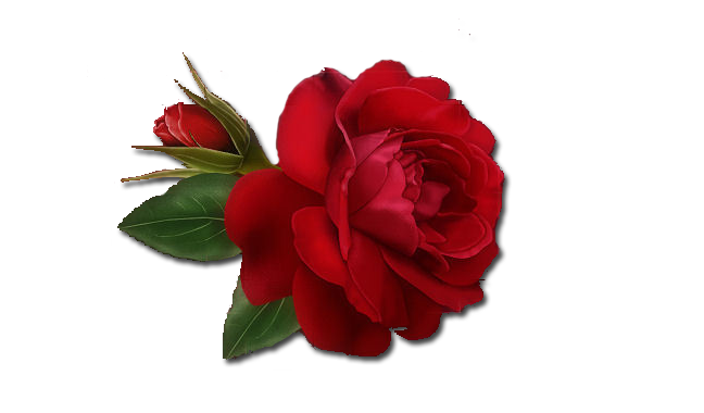 talented-red-rose Photo by single mama | Photobucket