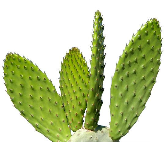 cactus PNG3810