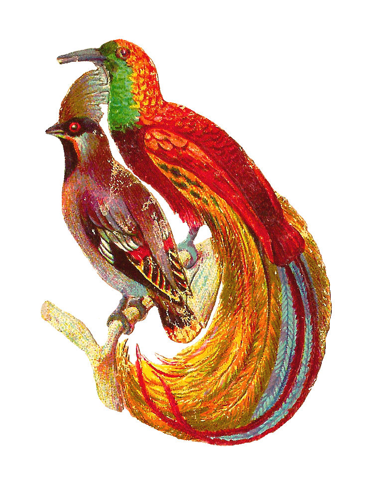 Antique Images: Free Bird Clip Art: Antique Bird Clip Art of 