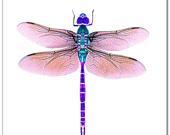 Popular items for dragonfly art 