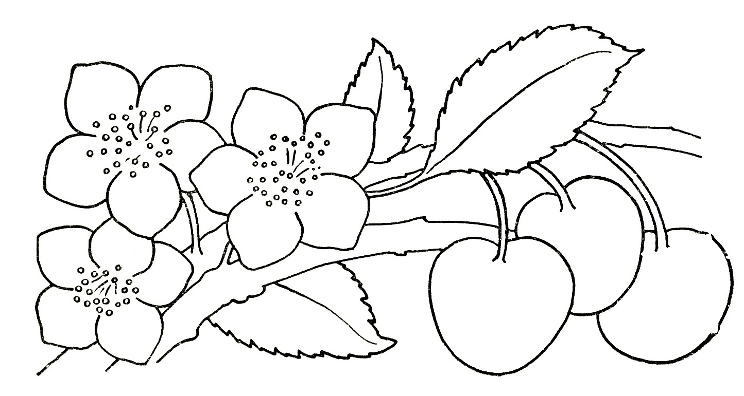 Free Pictures Of Flower Drawings Download Free Clip Art Free Clip Art On Clipart Library