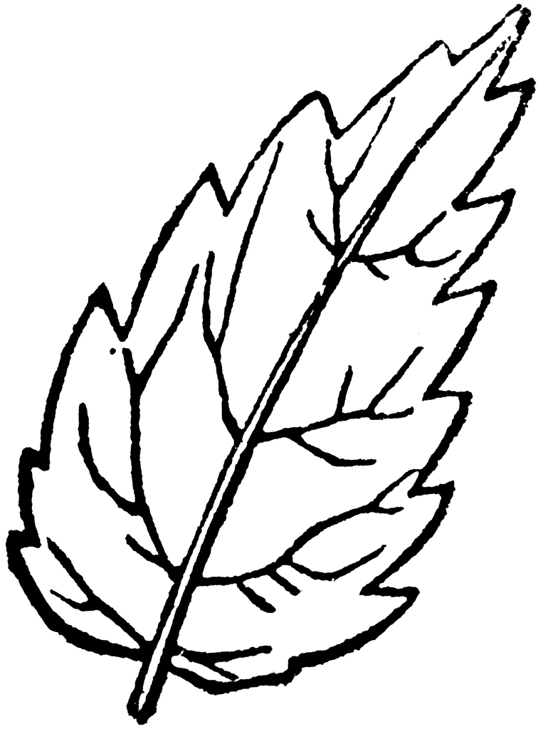 Line Drawing Leaf