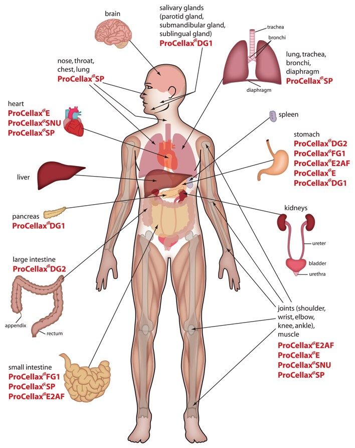 Printable Human Anatomy Charts