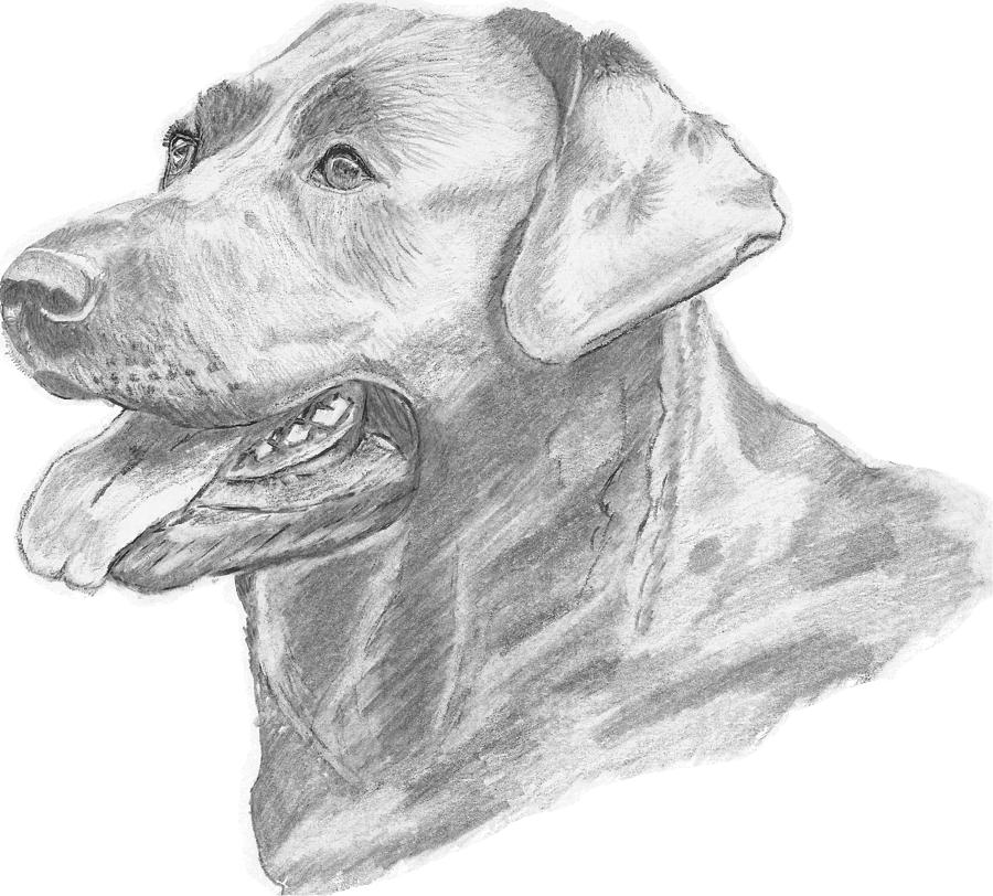 Labrador Dog Drawing by Catherine Roberts
