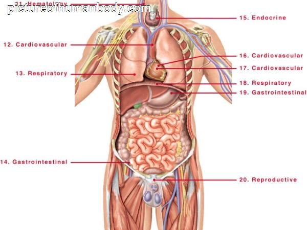 Free Human Body Parts Download Free Human Body Parts Png Images Free 