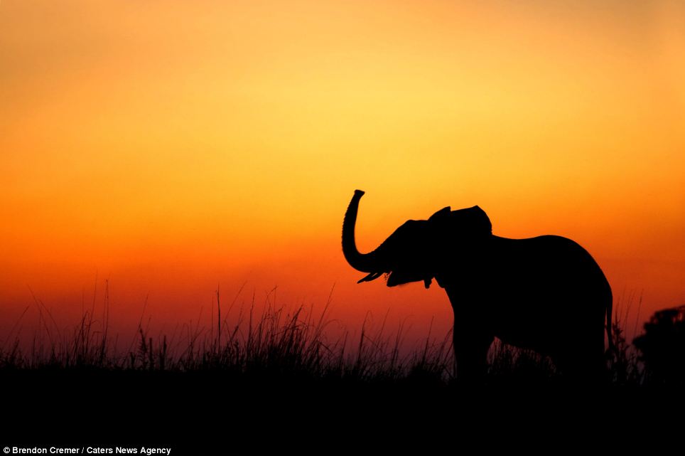Darkest Africa Wild animals beautifully captured in silhouette 