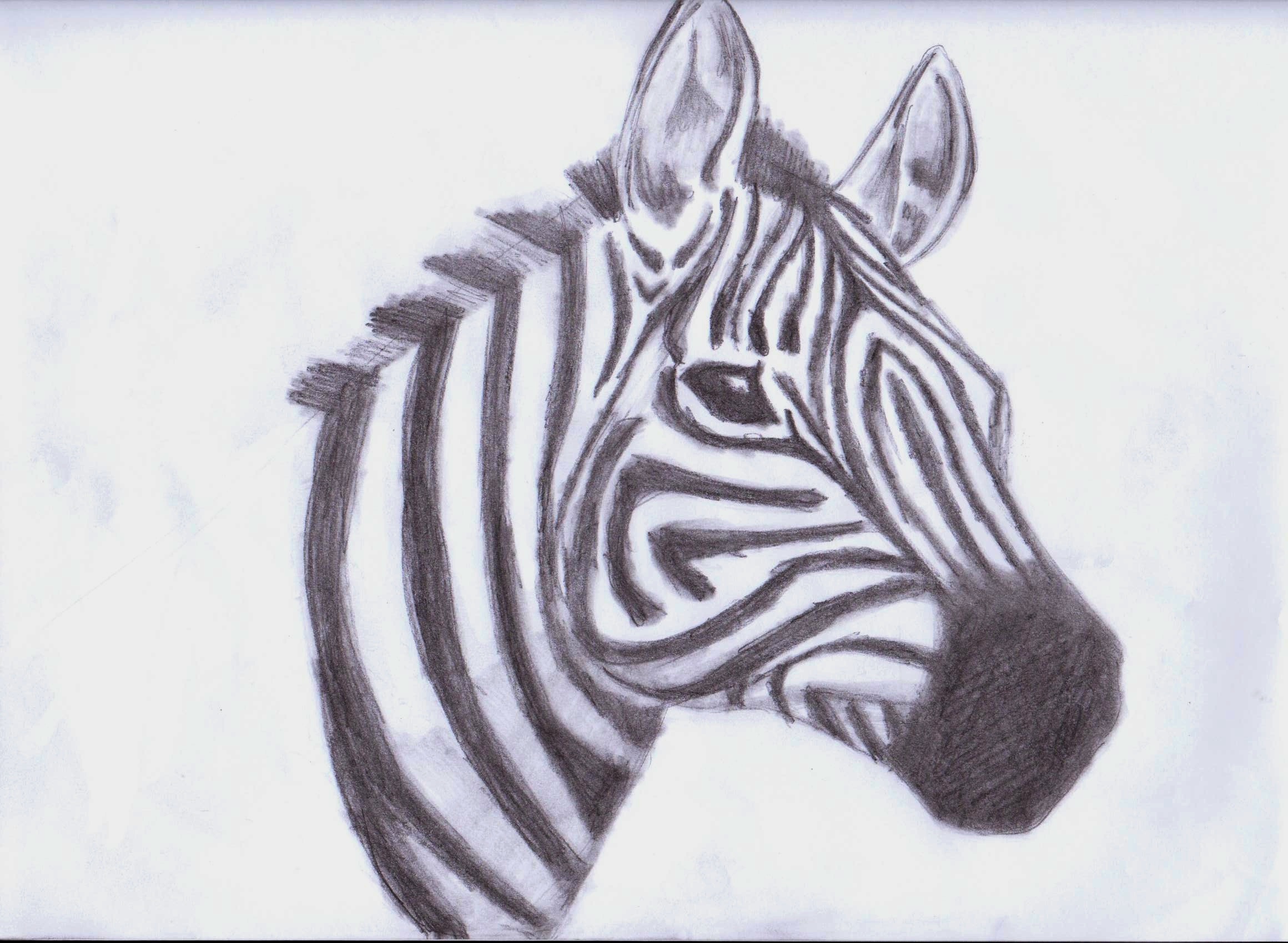 Zebra drawing - Animals Fan Art (33043970) - Fanpop