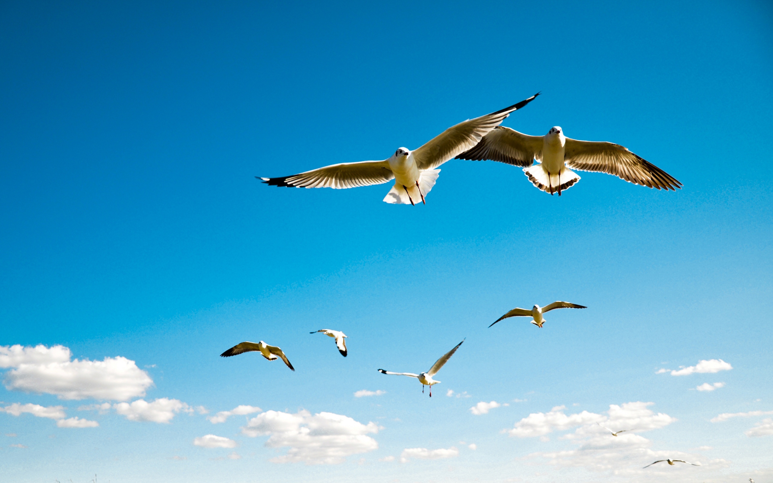 Download Wallpaper 2560x1600 Albatross, Wings, Sky, Flying, Birds 