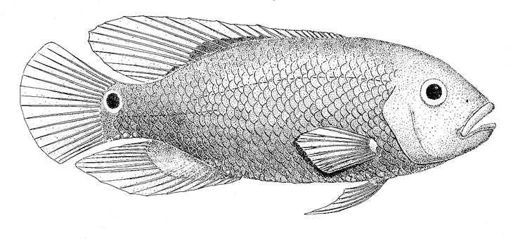 Tilapia spp. Tropical Fish. Biological drawings by D G Mackean