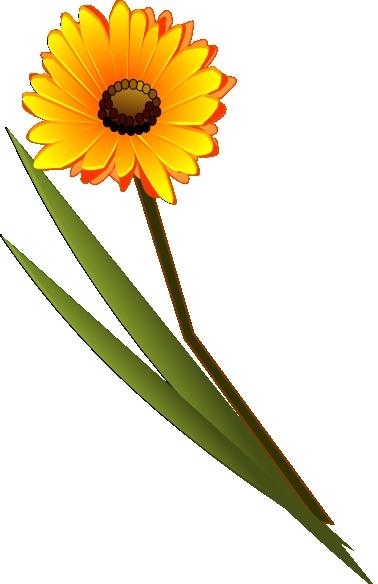 Single Gerbera Daisy | www.flower-images.net