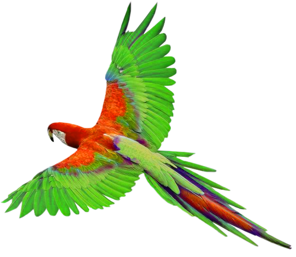 Flying Parrot Clipart - Gallery