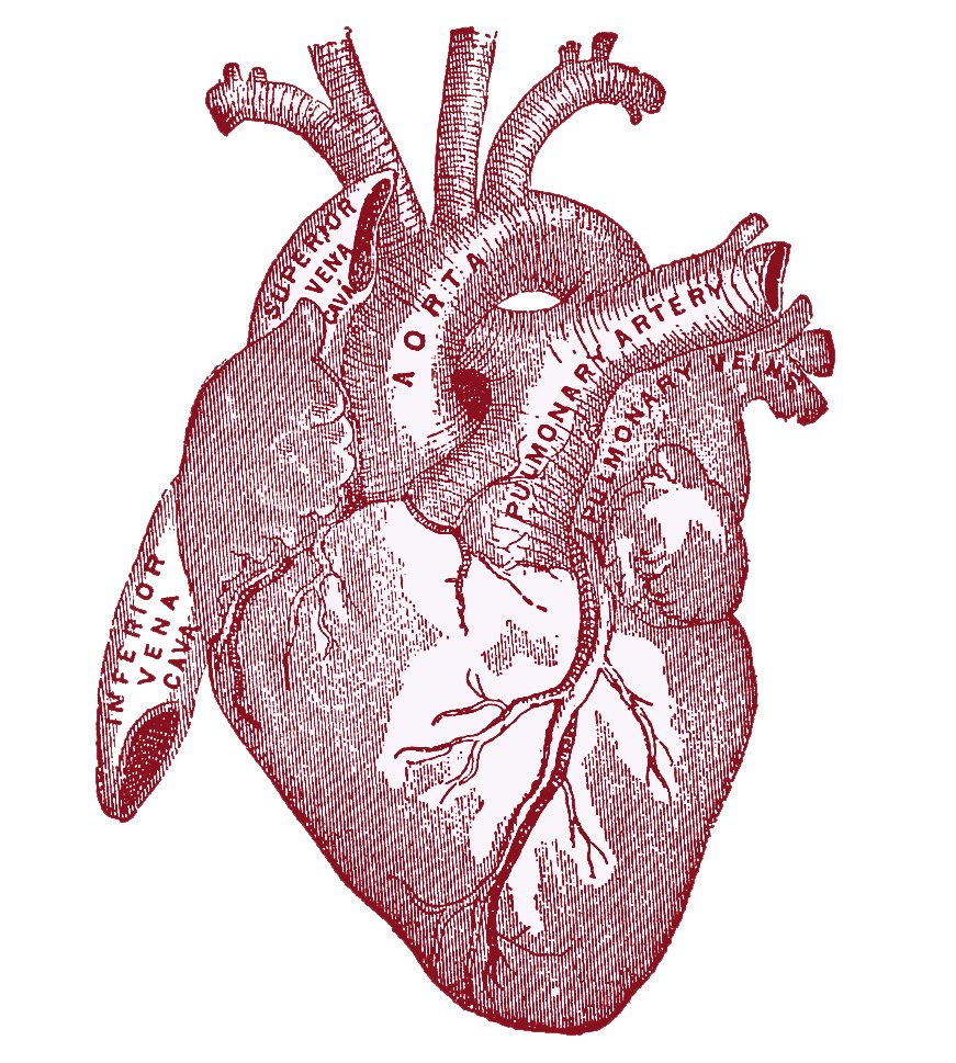 Vintage Graphic Image - Anatomy Heart - The Graphics Fairy