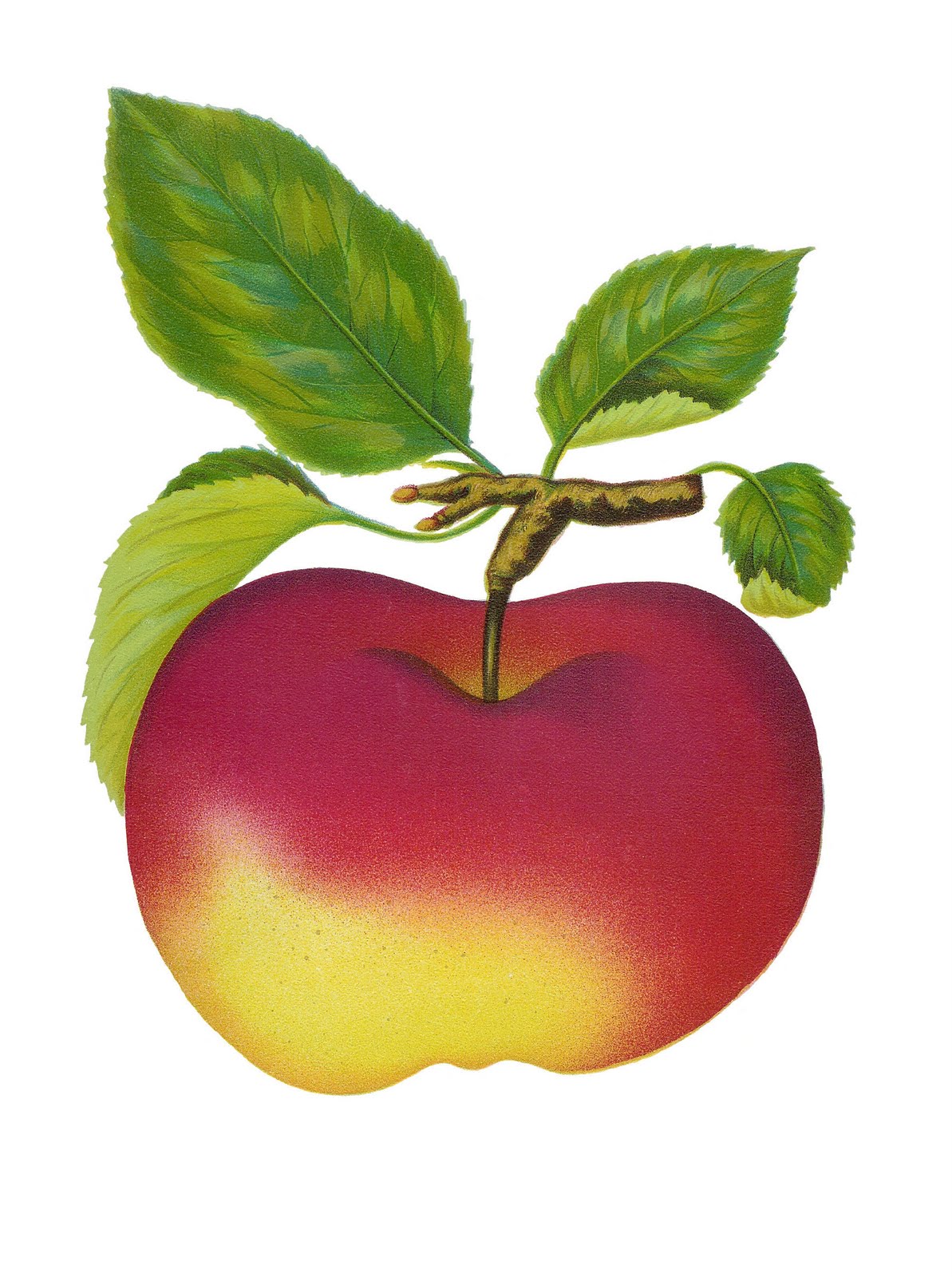 Images For  Apple Fruit Clipart