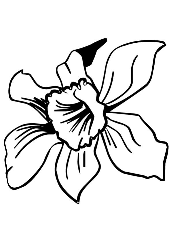 FLOWER coloring pages - Daffodil