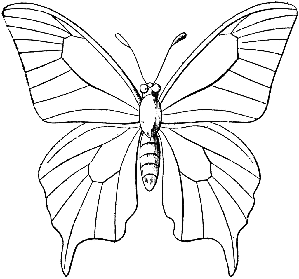 Butterfly Outline | ClipArt ETC