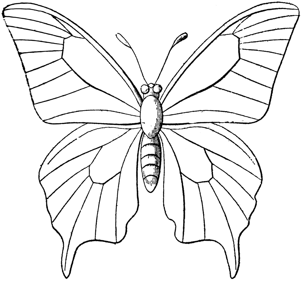 Free Outlines Of Butterflies, Download Free Outlines Of Butterflies png