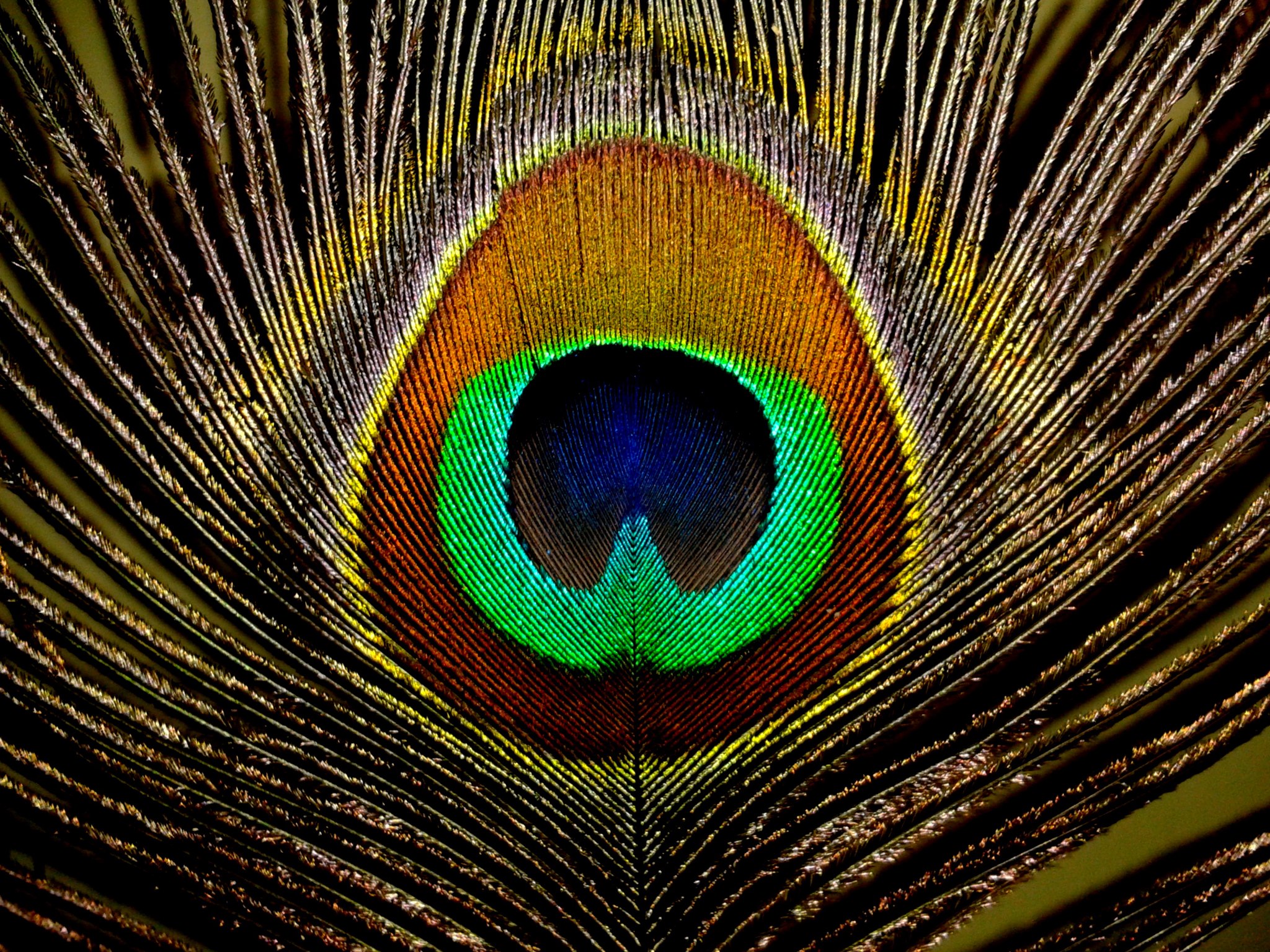 Real Peacock Feather Wallpaper images  pictures - NearPics