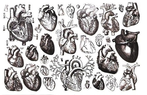 Black And White Anatomical Heart Drawing Clip Art Library